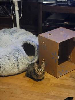 Amber -  Tabby Cat for Adoption in Plumerville, Arkansas - Amber | PetCurious