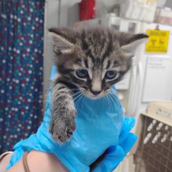 Piper -  Domestic Short Hair Cat for Adoption in Summerville, South Carolina - Piper | PetCurious