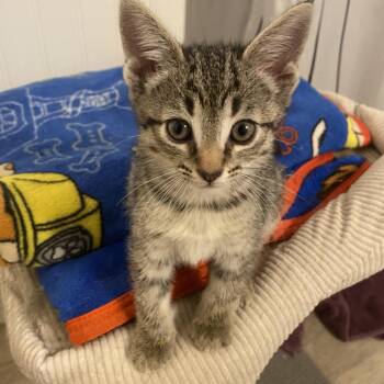 Flash -  Domestic Short Hair Cat for Adoption in Mt. Juliet, Tennessee - Flash | PetCurious