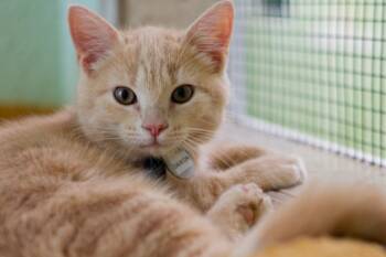 Daikon -  Domestic Short Hair Cat for Adoption in Hot Springs, Arkansas - Daikon | PetCurious
