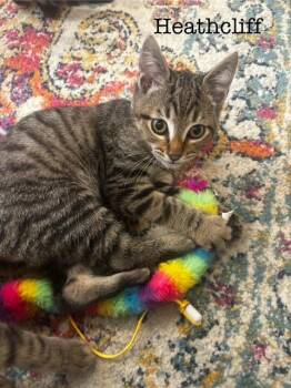 Rescue Domestic Short Hair Cats for Adoption in Pasco, Washington - Heathcliff | PetCurious