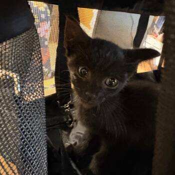 Trish -  Domestic Short Hair Cat for Adoption in Winston-salem, North Carolina - Trish | PetCurious