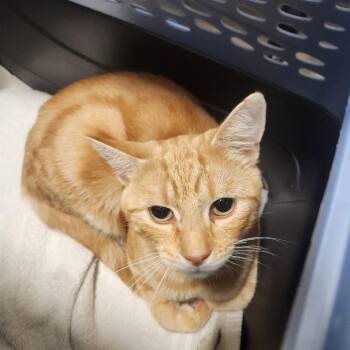 Found Footage -  Domestic Short Hair Cat for Adoption in York, Pennsylvania - Found Footage | PetCurious