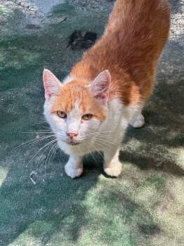 Rescue Domestic Short Hair Cats for Adoption in Middleburg, Florida - Popcorn | PetCurious