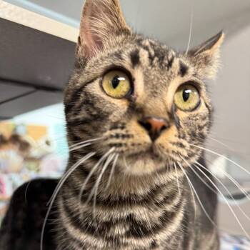 Domestic Short Hair Cats Available for Adoption - Mike | PetCurious