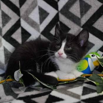 Domestic Short Hair Cats Available for Adoption in Wheaton, Illinois - Matey | PetCurious
