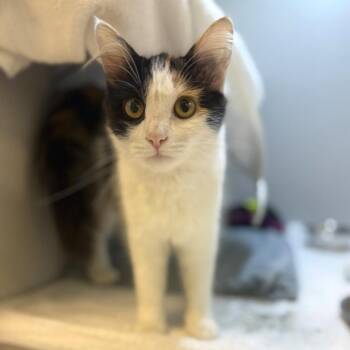 Tourmaline -  Domestic Medium Hair Cat for Adoption in Pittsburgh, Pennsylvania - Tourmaline | PetCurious