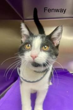Fenway -  Domestic Short Hair Cat for Adoption in Wyandotte, Michigan - Fenway | PetCurious