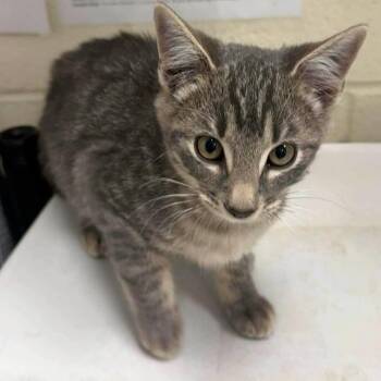 Domestic Short Hair Cats Available for Adoption - Nacho | PetCurious