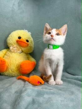 Pruit -  Domestic Short Hair Cat Available for Adoption in Tavares, Florida - Pruit | PetCurious