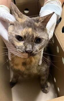 CHOCOLATE -  Domestic Short Hair Cat for Adoption in Jacksonville, Florida - CHOCOLATE | PetCurious
