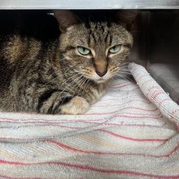 Paloma -  Domestic Short Hair Cat for Adoption in Bristol, Indiana - Paloma | PetCurious