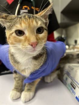 Rescue Domestic Short Hair Cats for Adoption in Ontario, California - CORAL- IN FOSTER | PetCurious