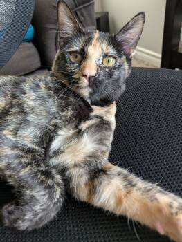 Sabrina -  Tortoiseshell Cat for Adoption in Burnaby, British Columbia - Sabrina | PetCurious