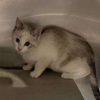 Roxanne -  Domestic Short Hair Cat for Adoption in Cheyenne, Wyoming - Roxanne | PetCurious