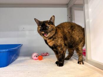 Mimi -  Domestic Short Hair Cat for Adoption in Raleigh, North Carolina - Mimi | PetCurious