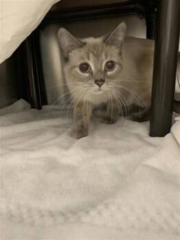 Domestic Short Hair Cats Available for Adoption in Montreal, Quebec - Mitsy | PetCurious