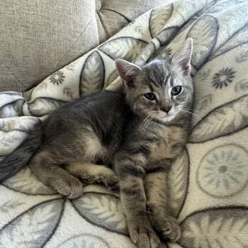 Thunder -  Domestic Short Hair Cat for Adoption in Potomac, Maryland - Thunder | PetCurious