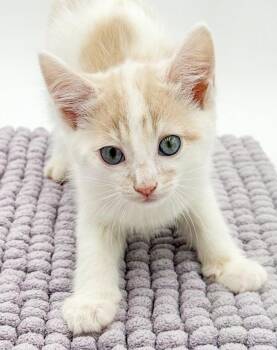 Turkish Van and Tabby Cats Available for Adoption in Bedford Hills, New York - Finley Is Fun And Friendly!! | PetCurious