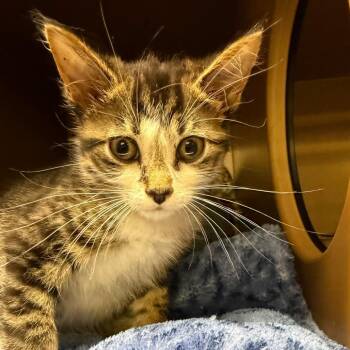 Punch -  Domestic Short Hair Cat for Adoption in Middlebury, Vermont - Punch | PetCurious