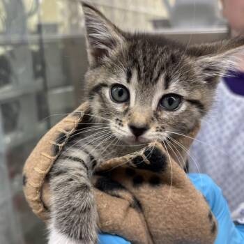 Rosetta -  Domestic Short Hair Cat for Adoption in West Palm Beach, Florida - Rosetta | PetCurious