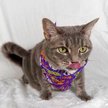 Winnie -  Domestic Short Hair Cat for Adoption in Johnson City, Tennessee - Winnie | PetCurious