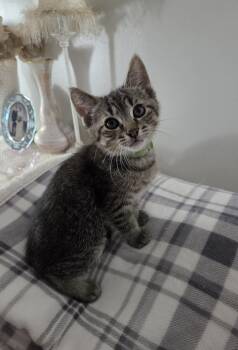 Comet -  Tabby and Domestic Short Hair Cat for Adoption in Wyandotte, Michigan - Comet | PetCurious