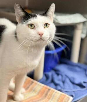 Rescue Domestic Short Hair Cats for Adoption in Gwinn, Michigan - Scrappy - Barn Buddy | PetCurious