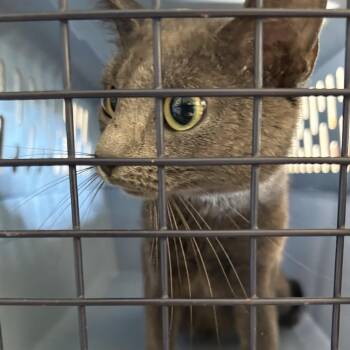 Stray - Montpelier Ave -  Domestic Short Hair Cat for Adoption in Roxboro, North Carolina - Stray - Montpelier Ave | PetCurious
