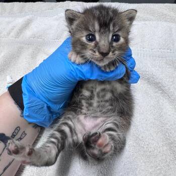Jill -  Domestic Short Hair Cat for Adoption in Summerville, South Carolina - Jill | PetCurious