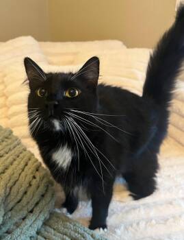 Rescue Manx and Domestic Long Hair Cats for Adoption in Folsom, California - Boots - Urgent | PetCurious