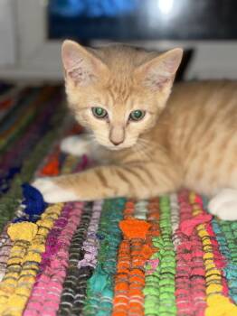 Horus -  Domestic Short Hair Cat for Adoption in Emerald Isle, North Carolina - Horus | PetCurious