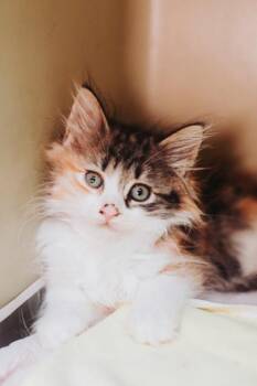 94405A Mary- Petco West Ashley -  Domestic Medium Hair and Domestic Short Hair Cat for Adoption in North Charleston, South Carolina - 94405A Mary- Petco West Ashley | PetCurious