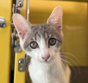 Dallas -  Domestic Short Hair Cat for Adoption in Golden, Colorado - Dallas | PetCurious