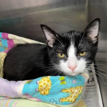 Banana -  Domestic Long Hair Cat for Adoption in Roanoke, Virginia - Banana | PetCurious
