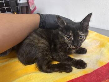 A887351 -  Domestic Short Hair Cat for Adoption in Camarillo, California - A887351 | PetCurious