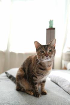 Domestic Short Hair Cats Available for Adoption - Moana | PetCurious