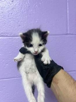 61184249 -  Domestic Short Hair Cat for Adoption in El Paso, Texas - 61184249 | PetCurious
