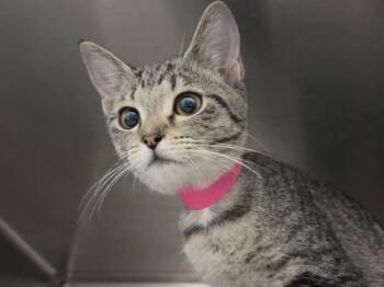 Indigo -  Domestic Short Hair and Tabby Cat for Adoption in Powell, Ohio - Indigo | PetCurious