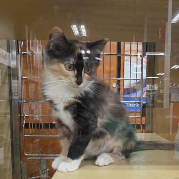 Savannah -  Domestic Long Hair Cat for Adoption in Canton, North Carolina - Savannah | PetCurious