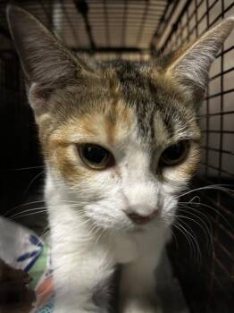 Paguro -  Domestic Short Hair Cat for Adoption in Austin, Texas - Paguro | PetCurious