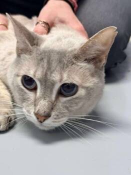 Rescue Domestic Short Hair Cats for Adoption in Gwinn, Michigan - Pups | PetCurious