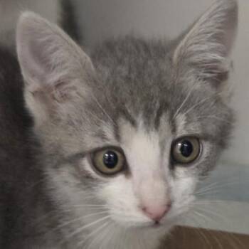 Domestic Short Hair Cats Available for Adoption in Voorhees Township, New Jersey - Stacy | PetCurious