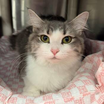 Lola f/k/a Autumn -  Domestic Medium Hair Cat for Adoption in Maple Shade, New Jersey - Lola F/k/a Autumn | PetCurious