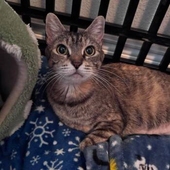 Vi -  Domestic Short Hair Cat for Adoption in Port Richey, Florida - Vi | PetCurious