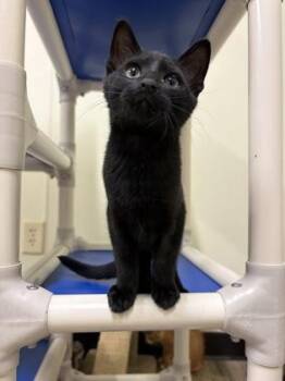 Dave -  American Shorthair Cat for Adoption in Cashiers, North Carolina - Dave | PetCurious