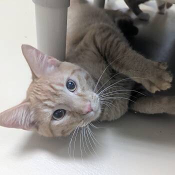 Domestic Short Hair Cats Available for Adoption in Springfield, Illinois - Kevin | PetCurious