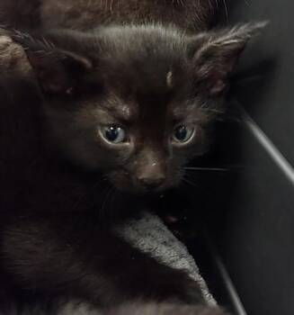 FREDDY -  Domestic Short Hair Cat for Adoption in Fort Lauderdale, Florida - FREDDY | PetCurious