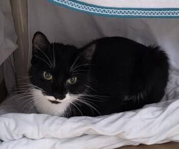 AUTUMN -  Domestic Short Hair Cat for Adoption in Boston, Massachusetts - AUTUMN | PetCurious