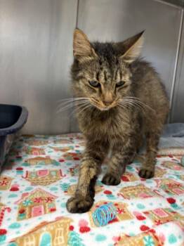 Wentworth -  Domestic Short Hair Cat for Adoption in Bowling Green, Ohio - Wentworth | PetCurious
